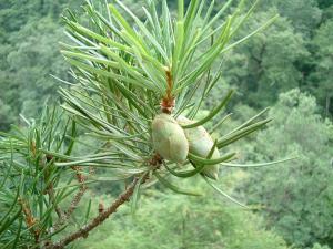 National Rare Plant - Silver Fir