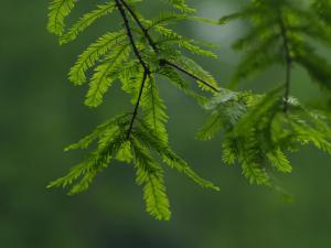 National rare plant - water pine